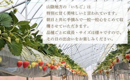 「色々苺」品種盛り合わせパック 品種かわかるメモ付【食べ比べ いちご 約290g×2パック 苺 冷蔵 安来】