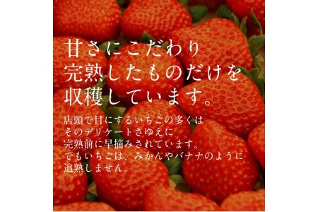 いちご 紅ほっぺ  2パックセット［島根県安来産　完熟イチゴ］【 先行予約 受付 完熟 苺 島根県産 甘い 人気 特産品 高級 フルーツ デザート 】