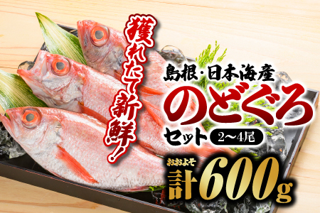 鮮魚セットD【のどぐろ2～4尾 計約600g】【YM-4】｜送料無料 のどぐろ ノドグロ 島根 山陰 日本海産 魚介類 魚貝類 海産 海産物 おかず 下処理済 煮付け 刺身 さしみ 焼き魚 焼魚 魚 さかな 鮮魚 新鮮 せんぎょ 厳選｜