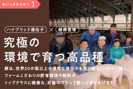 【12/31迄限定寄附額】定期便 10ヶ月 まる姫ポーク 切り落としと粗ミンチ各1.2kg 計2.4kg|豚肉 粗ミンチ 挽肉 小分け 切り落とし ミンチ 切り落とし 小分け パック AK-24
