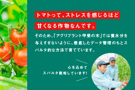 【ふるさと納税】【先行予約】【2024年11月発送】スパルタ生まれの笑ちゃんフルーツトマト約1kg＆トマトジュース180g×5本セット【GC-21】｜送料無料 フルティカ ミニトマト フルーツトマト トマトジュース 無添加 無塩 健康 野菜 トマト お弁当 贈物 サラダ 産地直送 江津｜