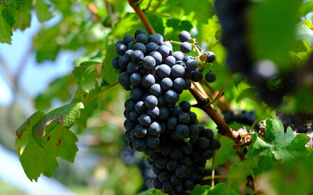 ワイン 【ギフト包装】シャルドネ（白ワイン）・ぶどうジュースセット [AICS028]