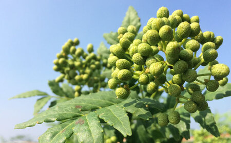 ジャコ 奥出雲山椒ジャコのり1個・ジャコみそ1個・山椒ルイボスティー1袋セット[AIAF009] ジャコ