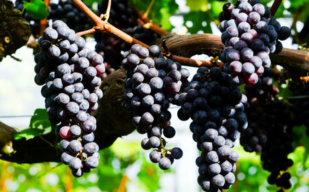 ワイン 【ギフト包装】カベルネソーヴィニヨン・ロゼ[AICS020] ワイン