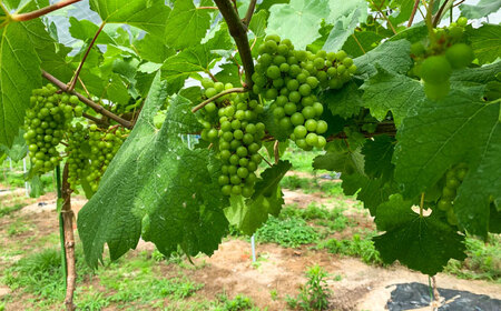 ワイン 尺の内農園ワイン シャルドネ 3本セット [AIBU004] ワイン