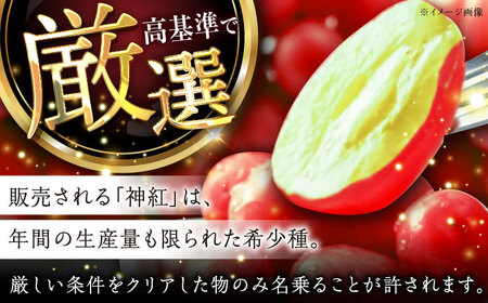 【2025年先行予約】【8月初旬頃から順次発送】数量限定！島根県オリジナル品種「神紅」1房 約500~600g  産地直送 種なし葡萄 島根県雲南市/池田ぶどう農園　[AIAA001]