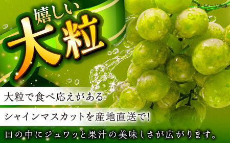 【2026年先行予約】【8月初旬頃から順次発送】シャインマスカット 2房 約800g [AIAA002] ぶどう