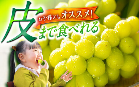 【2026年先行予約】【8月初旬頃から順次発送】シャインマスカット 2房 約800g [AIAA002] ぶどう