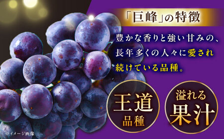 巨峰 【2026年先行予約】【8月初旬頃から順次発送】巨峰 2房 約700g [AIAA003] ぶどう