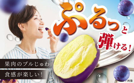 巨峰 【2026年先行予約】【8月初旬頃から順次発送】巨峰 2房 約700g [AIAA003] ぶどう