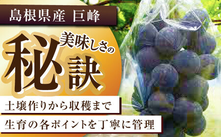 巨峰 【2026年先行予約】【8月初旬頃から順次発送】巨峰 2房 約700g [AIAA003] ぶどう
