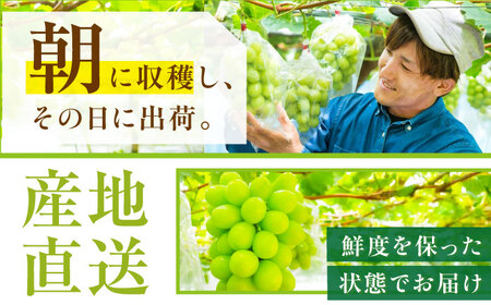 【2026年先行予約】【30個限定】【ご自宅用】シャインマスカット 2房（約1kg） [AIAB002] 