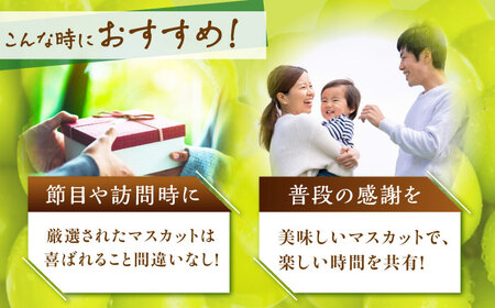  【2026年先行予約】【15個限定】【贈答用】シャインマスカット 1房（約500g） [AIAB003] 