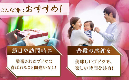 ぶどう 【2026年先行予約】【20個限定】【贈答用】クイーンニーナ 1房（約500g） [AIAB005] 