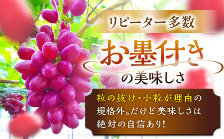 ぶどう 【2026年先行予約】【10個限定】【ご自宅用】クイーンセブン 1房（約350g） [AIAB008] 