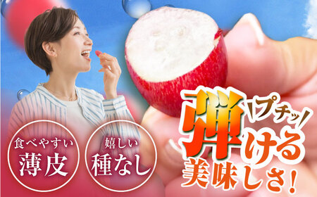 ぶどう 【2026年先行予約】【10個限定】【ご自宅用】クイーンセブン 1房（約350g） [AIAB008] 