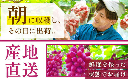 ぶどう 【2026年先行予約】【10個限定】【ご自宅用】クイーンセブン 1房（約350g） [AIAB008] 