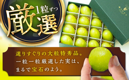 マスカット 【2026年先行予約】【25個限定】シャインマスカット ジュエリーBOX 16粒(約300g) [AIAB009] マスカット