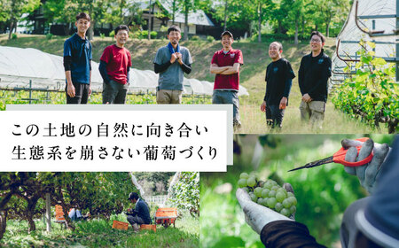 ワイン 【2025年新作】サンテローズ（カベルネソーヴィニヨンロゼ・スパークリング）750ml×1本 [AICS090] ワイン