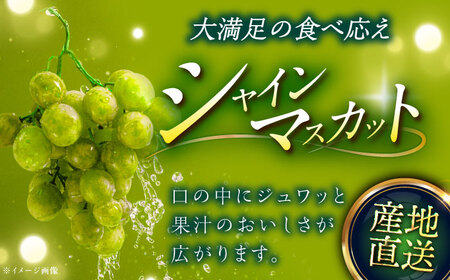 【2026年8月初旬頃から順次発送】【秀品】ぶどう 食べ比べ シャインマスカット 神紅 各1房 詰め合わせ セット[AIAA004]
