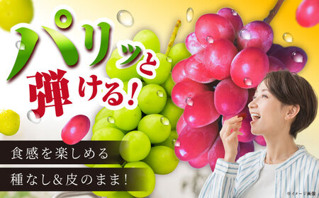 【2026年8月初旬頃から順次発送】【秀品】ぶどう 食べ比べ シャインマスカット 神紅 各1房 詰め合わせ セット[AIAA004]