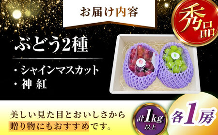 【2026年8月初旬頃から順次発送】【秀品】ぶどう 食べ比べ シャインマスカット 神紅 各1房 詰め合わせ セット[AIAA004]