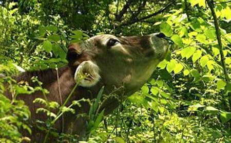 牛乳 山地酪農牛乳1000ml [AIBH033]