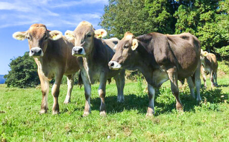 牛乳 山地酪農牛乳1000ml [AIBH033]