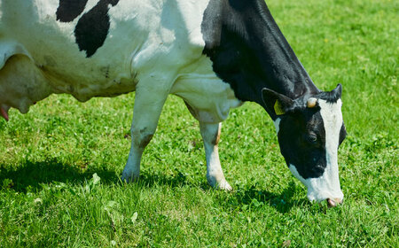 プレーンヨーグルト14個セット [AIBH034] ヨーグルト