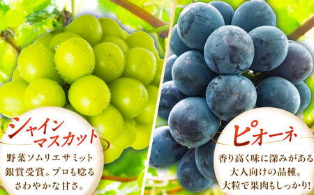 ぶどう【先行予約：2026年8月中旬より発送】訳ありシャインマスカット ピオーネ 各1房 [AIAB017]
