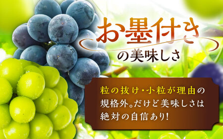 ぶどう【先行予約：2026年8月中旬より発送】訳ありシャインマスカット ピオーネ 各1房 [AIAB017]