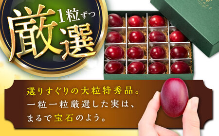 ぶどう【先行予約：2026年8月中旬より発送】島根オリジナルぶどう神紅・ジュエリーBOX 16粒 [AIAB019]贈答 