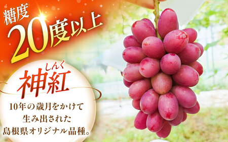 ぶどう【先行予約：2026年8月中旬より発送】島根オリジナルぶどう神紅・ジュエリーBOX 16粒 [AIAB019]贈答 