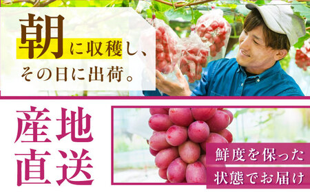 ぶどう【先行予約：2026年8月中旬より発送】島根オリジナルぶどう神紅・ジュエリーBOX 16粒 [AIAB019]贈答 