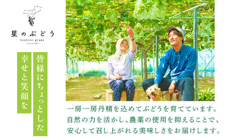 ぶどう【先行予約：2026年8月中旬より発送】島根オリジナルぶどう神紅・ジュエリーBOX 16粒 [AIAB019]贈答 