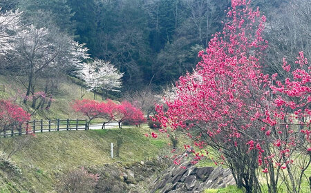 宿泊券 かみくの桃源郷４人用コテージ宿泊券（1泊） チケット [AIAN002] 宿泊券