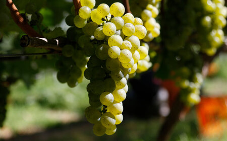 ワイン 杜のワイン 白 3本セット [AICS052]