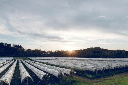 奥出雲葡萄園　赤ワイン　木次乳業チーズセット(杜のワイン赤)