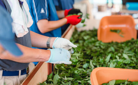 茶 尺の内農園　和紅茶・ほうじ茶セット [AIBU001] 茶