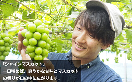 令和6年夏発送・数量限定＞【ぶどう定期便・秀品】イチオシ3品種 各2房