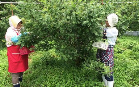 ジャコ 山椒ジャコのり 2個・山椒オリーブオイル1本セット  [AIAF012] ジャコ