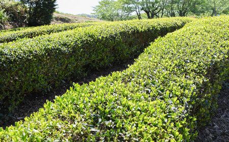 茶 福寿(煎茶) セット(200ｇ×5本)  [AIBP002] 茶