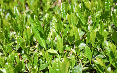 茶 上粉茶(煎茶) 大容量セット(200ｇ×10本)  [AIBP001] 茶