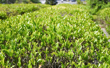 茶 上粉茶(煎茶) 大容量セット(200ｇ×10本)  [AIBP001] 茶