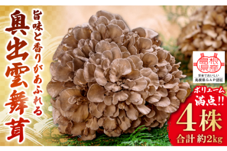 旨味と香りがあふれる奥出雲舞茸4株【舞茸 まいたけ きのこ 野菜 丸ごと 4株 約2kg 国産 無農薬 安全 安心 食物繊維 健康 産地直送 プレゼント ギフト 贈り物】