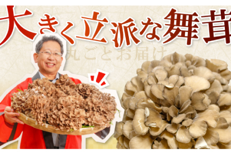 旨味と香りがあふれる奥出雲舞茸4株【舞茸 まいたけ きのこ 野菜 丸ごと 4株 約2kg 国産 無農薬 安全 安心 食物繊維 健康 産地直送 プレゼント ギフト 贈り物】