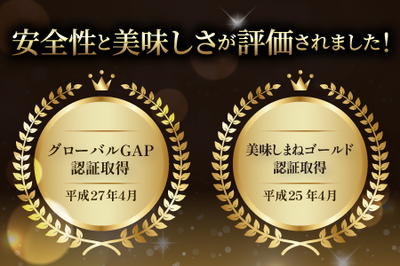 世界基準の奥出雲高原ミディトマト1.3kg（中玉サイズ）【トマト とまと 野菜 ミディトマト 1.3kg 中玉 厳選 新鮮 健康 美容 安心 安全 美味しい サラダ シンディースィート リコピン やさい】