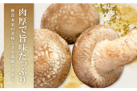 「奥出雲椎茸」贈答用特選 500g【椎茸 生しいたけ 肉厚 収穫直後 新鮮 菌床栽培 国産 旨味たっぷり きのこ キノコ 野菜 料理 食品 贈答用 特選 プレゼント 贈り物 ギフト】