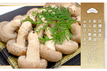 「奥出雲椎茸」贈答用特選 500g【椎茸 生しいたけ 肉厚 収穫直後 新鮮 菌床栽培 国産 旨味たっぷり きのこ キノコ 野菜 料理 食品 贈答用 特選 プレゼント 贈り物 ギフト】