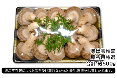 「奥出雲椎茸」贈答用特選 500g【椎茸 生しいたけ 肉厚 収穫直後 新鮮 菌床栽培 国産 旨味たっぷり きのこ キノコ 野菜 料理 食品 贈答用 特選 プレゼント 贈り物 ギフト】